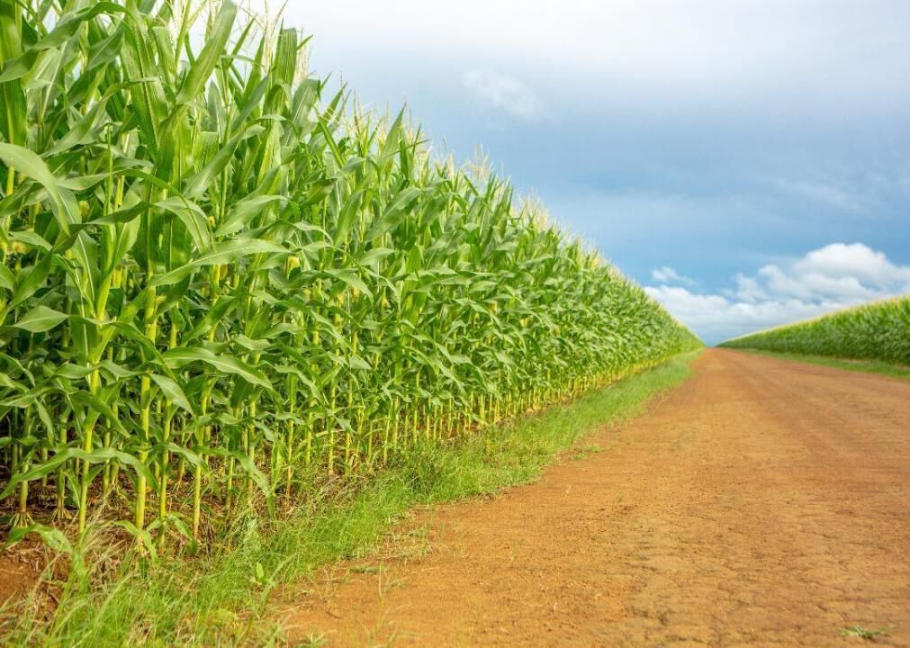 Corn
